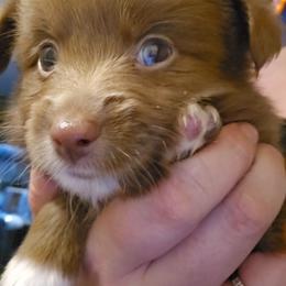 Sakura - Red & white female Toy Australian Shepherd puppy in Arlington, Texas from CopperHead Aussies