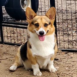 Fiona - Pembroke Welsh Corgi