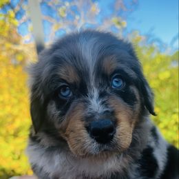Smores - Blue merle male Australian Shepherd puppy in Mckenzie, Tennessee from Whispering Iris Aussies