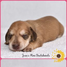 Pup 4 - Cream female Dachshund puppy in Polk County, Florida from Jessi’s Mini Dachshunds