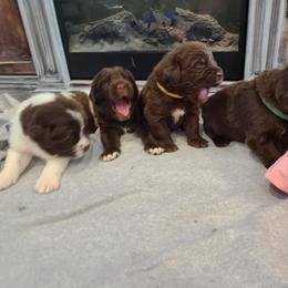 Newfoundland Puppies from Vermillion Newfoundlands