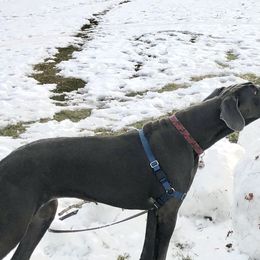 Great Danes from LC Blue Great Danes