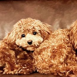 Cavapoos and Poodles from LOL Puppies