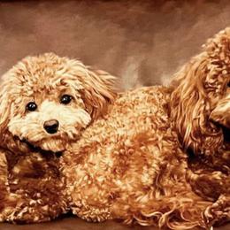 Cavapoos and Poodles from LOL Puppies