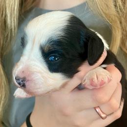 America - Black tri female Miniature American Shepherd puppy in Colorado Springs, Colorado from Valkyrie Adventures