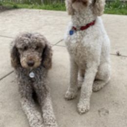 Goldendoodles and Poodles from Lanson’s Goldendoodles