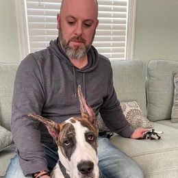 Great Dane Puppies from F&B Kennels