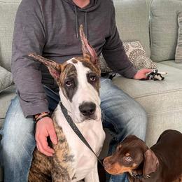 Great Dane Puppies from F&B Kennels