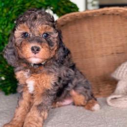 McKenzie - Merle male Bernedoodle puppy in West Jordan, Utah from Doodles Friend