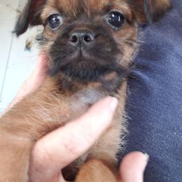 Charlie - Belge male Brussels Griffon puppy in Nc, Florida from Brusseluv2