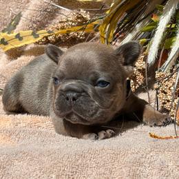 Tuff - Blue fawn male French Bulldog puppy in Miami, Oklahoma from Cassie’s Frenchie Palace