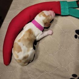 Girl 2 - Orange and white female Brittany puppy in Houston, Texas from Free Range Bird Dogs