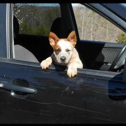 Australian Cattle Dog Puppies from Scrappington Kennels