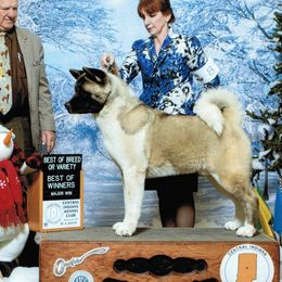 CH. Thunder - Akita