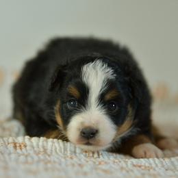 Gleam - Black tri male Toy Australian Shepherd puppy in Hartman, Arkansas from Southern Edition Aussies