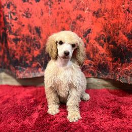 Chloe - Apricot female Poodle puppy in Wolf Creek, Oregon from Dejah Bleu Kennels