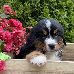 Bernese Mountain Dog Puppies from A little bit of heaven