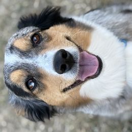 Miniature Australian Shepherds from Dripping Springs Mini Aussies