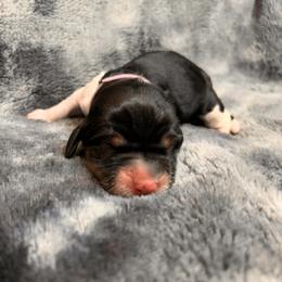 Prissy - Black white and tan female English Springer Spaniel puppy in Battle Creek, Michigan from Eden Springer Spaniels