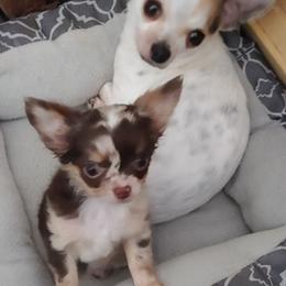Chihuahua All Grown Up from Bono's  Chihuahuas LLC