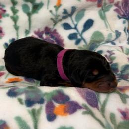 Eleanor - Black and rust female Doberman Pinscher puppy in Coplay, Pennsylvania from By My Side Germans Shepherds & Dobermans