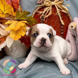 Buckeye - Fawn and white male French Bulldog puppy in Bowman, Georgia from Companion Creek Farm