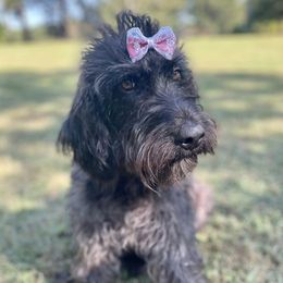 Labradoodles from Willow Springs Doodles