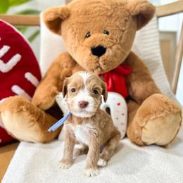 Valentino - Caramel red male Australian Labradoodle puppy in Palmdale, California from Doodles_Ko