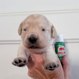 Boy 3 Dark Green - Light golden male Golden Retriever puppy in Mc Minnville, Tennessee from Wishaw Whisky Golden Retrievers