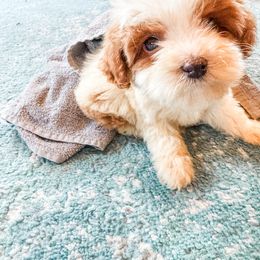 Jingle - Parti male Goldendoodle puppy in Belton, South Carolina from Poodley Doodley Doo