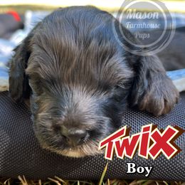 Cockapoo and Goldendoodle Puppies from Mason Farmhouse Poodles, Doodles & Poos