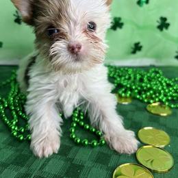 Yorkshire Terrier Puppies from Kruz Kennels