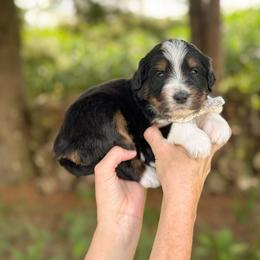 Wheezie - Tri-color female Bernedoodle puppy in Bellville, Ohio from Bernedoodle Buddies