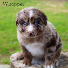 Whopper - Australian Shepherd puppy in Coldwater, Michigan from Northern Star Australian Shepherds