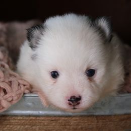 Podolica - Black and white female Pomsky puppy in Albany, Indiana from Hatz Off Puppies