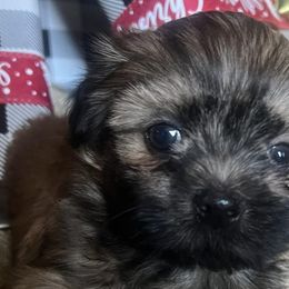 Shih Tzus from Jay&Ray Shih Tzu’s