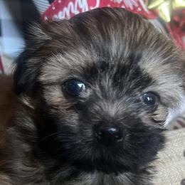 Shih Tzus from Jay&Ray Shih Tzu’s