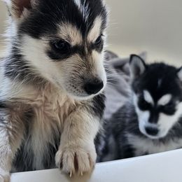 Pomsky Puppies from Peoria Pomskies