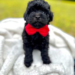 Fisher - Black and white male Aussiedoodle puppy in Science Hill, Kentucky from Southern Paws Kennels