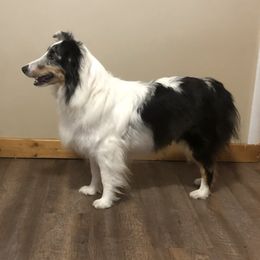 Pembroke Welsh Corgis and Shetland Sheepdogs from Bloxham Blue Shelties and Corgis