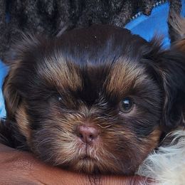 Roxxy - Tricolor female Shih Tzu puppy in Augusta, Georgia from Floofah la Woofah