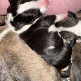 Noelle - Black brindle and white female Bull Terrier puppy in Springfield, Ohio from Lynn Hill Bull Terriers