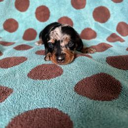 Apollo - Dapple male Dachshund puppy in Opelika, Alabama from Dachshund Darlins
