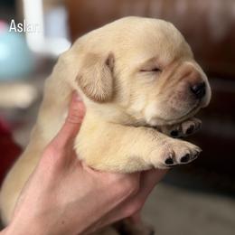 Aslan, Champion Line English Lab - Yellow male Labrador Retriever puppy in Owosso, Michigan from Bennington Retrievers