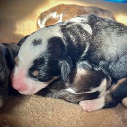 Girl 4 - Tri-color female Bernedoodle puppy in Kansas City, Missouri from Beary GoldenDoodles