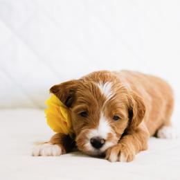 Robin - Caramel red female Australian Labradoodle puppy in Diamond Bar, California from Furrytaildoodles
