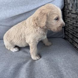 Goldendoodle Puppies from H&H Goldendoodles of Braselton