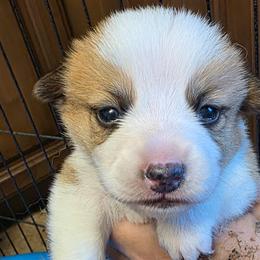 Girl 1 - Red female Pembroke Welsh Corgi puppy in Middleburg, Florida from Mulkeys Little Corgis