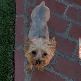 Charmi - Yorkshire Terrier