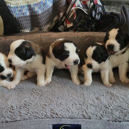 Saint Bernard Puppies from Middle Georgia Saints